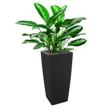Aglaonema 'Pattaya Beauty' In Tb-04 Pot (L28Cmxw28Cmxh55Cm)